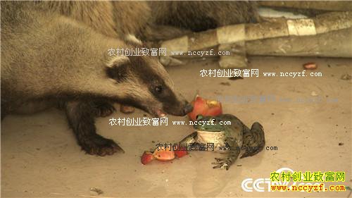 �Ƕ���С�ɰ��� ����ǧ���