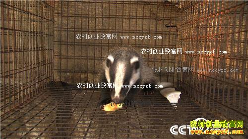 �Ƕ���С�ɰ��� ����ǧ���