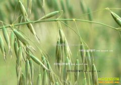 ����������ֲǰ������������δ��Ǳ���޴�