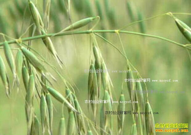 ����������ֲǰ������������δ��Ǳ���޴�