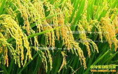 ����С�����Ϸ���ˮ������ֱ����׬����