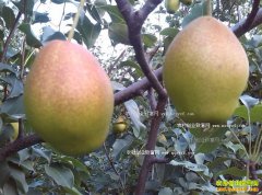 2016����۸����飺�����������۸������·����