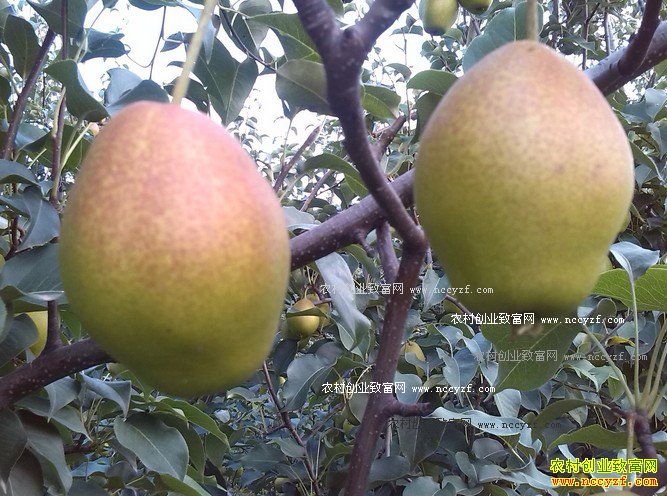 2016����۸����飺�����������۸������·����