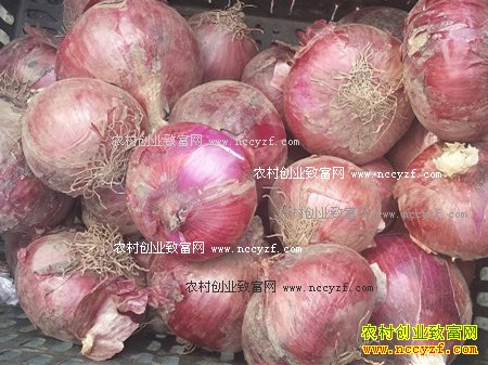 2016��м۸�����Ԥ�⣺������Ӱ����м۸�һ·�»�