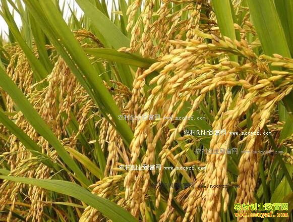 2016��Ŵ���۸�Ԥ�⣺Ŵ��������� ��������ֹ�