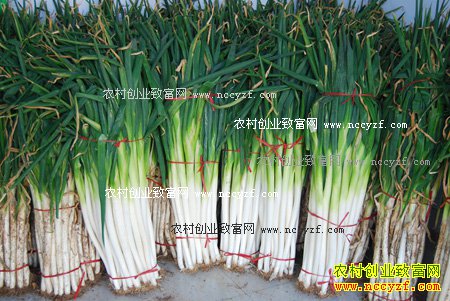 2016���м۸����飺����г�����ҵ�