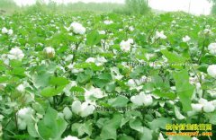 2016���޻��۸����飺�ӱ��������޼۸��ڴ�ֵ�ϸ�