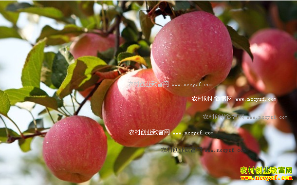 2016����ƻ���۸�Ԥ�⣺���ｫ������ƻ�������ů