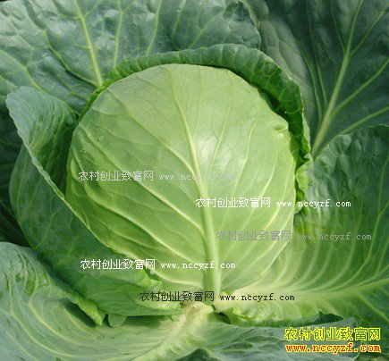 2016����˼۸����飺���ˡ���Ϯ�� �۸�����