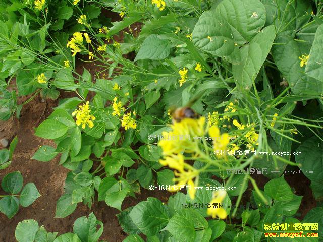 ��������ʲô��ҩ�ĺã�