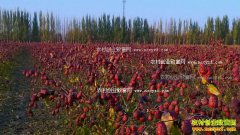 [ũ�����]������ֲ������Ƶ