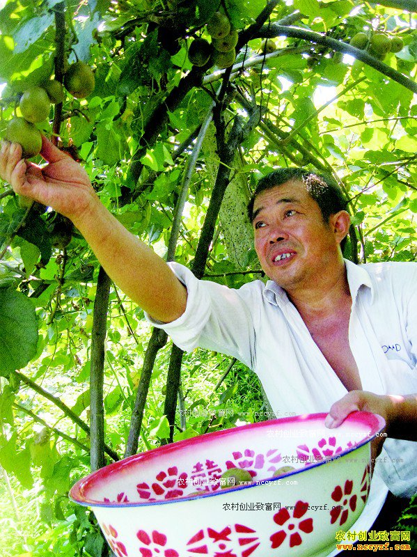 �Ĵ��������¿���ֲ�޹���⨺���ÿ����������30Ԫ