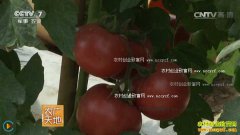 [ũ�����]���Է���Ч��� �﷬����ֲ��Ƶ