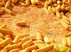 2016����������Ԥ�⣺�������׻���� �����Ѻ�ת