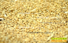 2016��С��۸����飺С���չ��۸������������