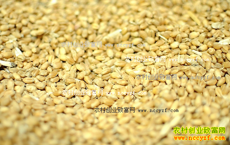 2016��С��۸����飺С���չ��۸������������