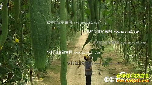 �ֹϲ����������ǧ��