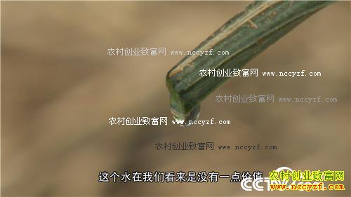 �ֹϲ����������ǧ��