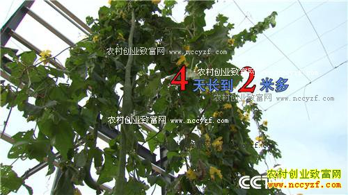 �ֹϲ����������ǧ��