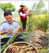 ������ƽ����ֲ������ũ���¸�����Ŀ