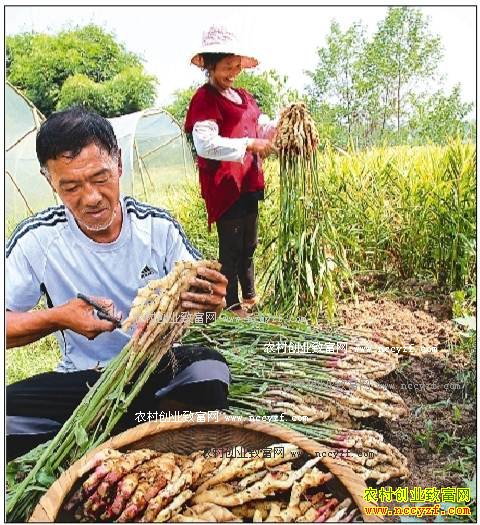 ������ƽ����ֲ������ũ���¸�����Ŀ