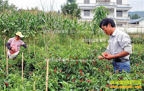 ����ʯ������ʯ���족����⽷��ֲ��ũ���¸�����Ŀ