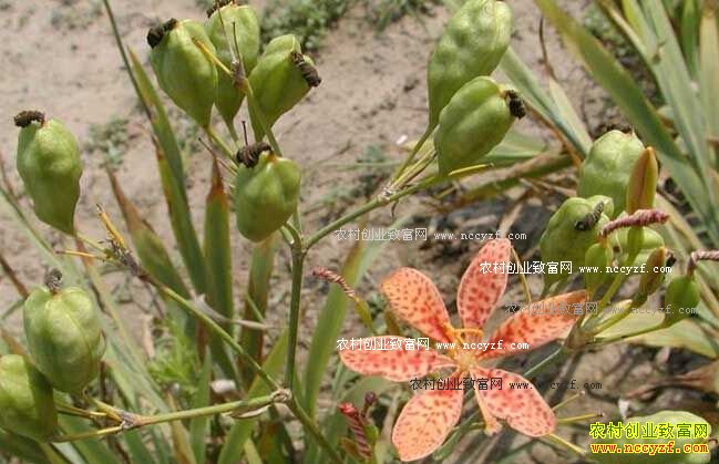 ��ҩ�������ֲ����Ҫ��