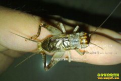 ɽ�����ϣ��󰳪��ũ���¸��� ץ��һ��׬3��