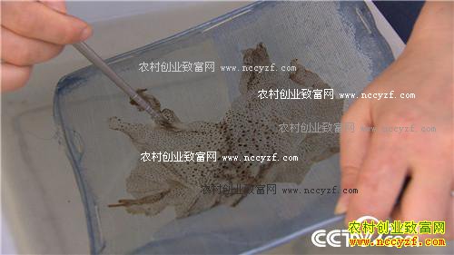 �������º�׬Ǯ