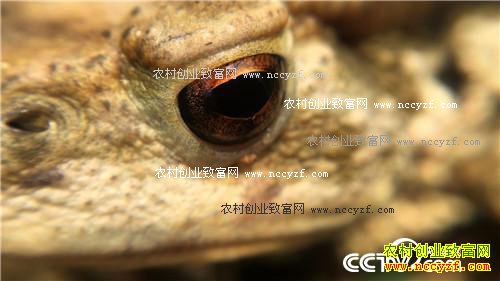 �������º�׬Ǯ