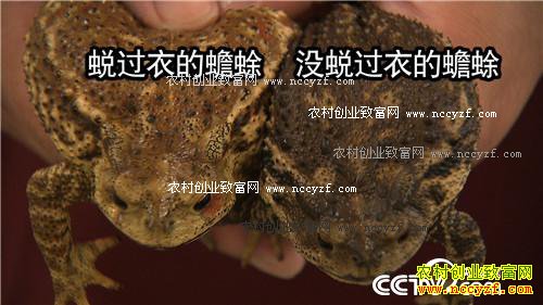 �������º�׬Ǯ