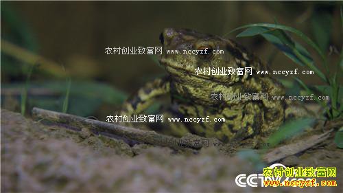 �������º�׬Ǯ