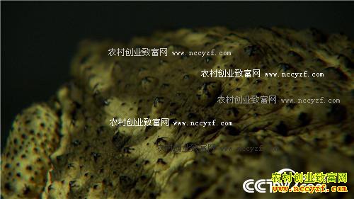 �������º�׬Ǯ