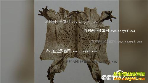 �������º�׬Ǯ