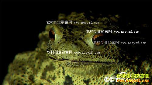 �������º�׬Ǯ