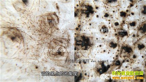 �������º�׬Ǯ