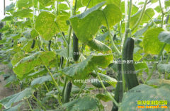 ˮ���ƹϺ��� ����ˮ���ƹ���ֲ����Ҫ��