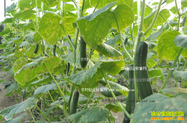 ˮ���ƹϺ��� ����ˮ���ƹ���ֲ����Ҫ��