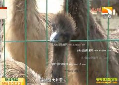 �¸��ð��������ȫ�����Ǳ� ��ֳ��ź�׬Ǯ