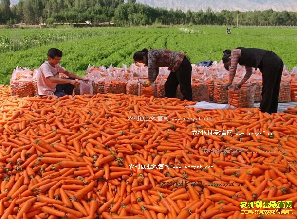 2016����ܲ��۸����飺���ܲ��۵͡���ֲ������