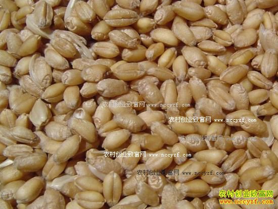 2016��9��С������Ԥ�⣺�׶�����С��۸�������������