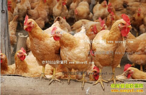 2016肉鸡价格预测:肉鸡好行情还会持续吗?