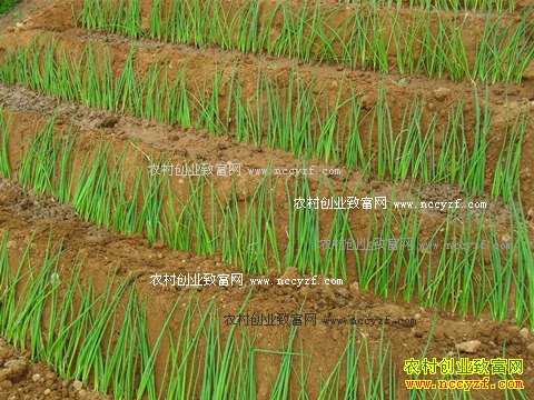 �ﲥ������缼��Ҫ��