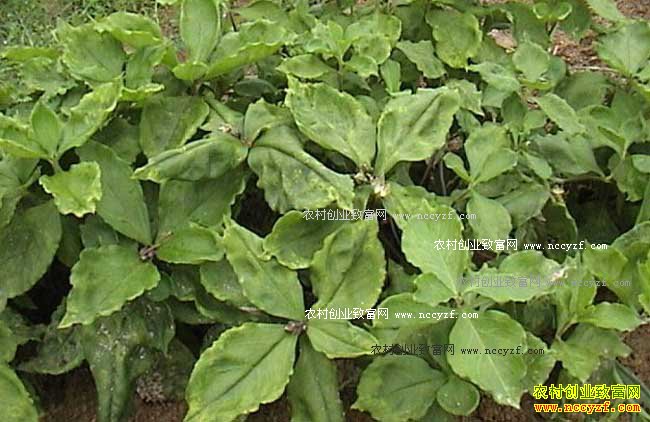 怎样种植太子参:太子参种植技术详解