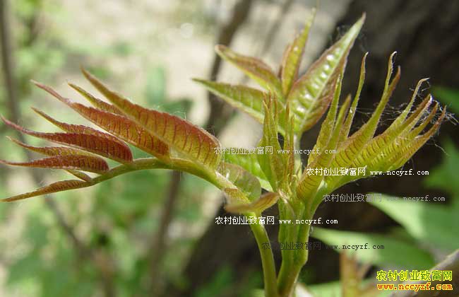 �Ƽ�5����ɫ��ֲ��Ŀ-�㴻ѿ��ֲ