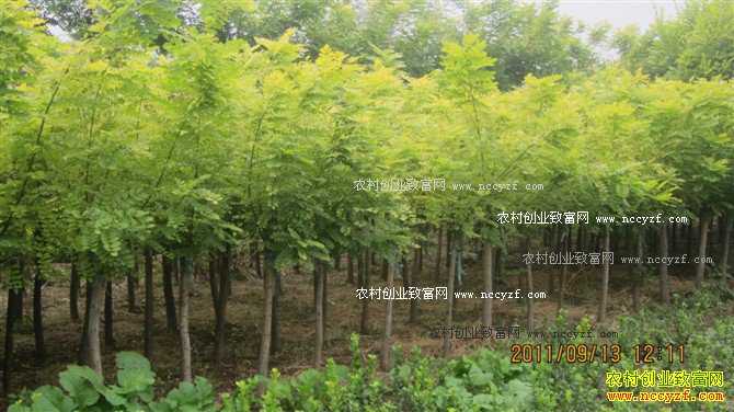 �Ƽ�5����ɫ��ֲ��Ŀ-��ֲ��Ҷ����