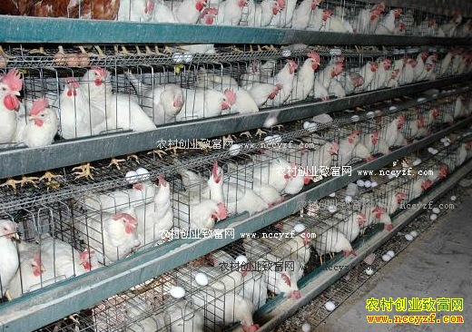 秋天养蛋鸡怎样让母鸡多产蛋?