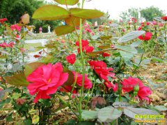 ũ����ʲô׬Ǯ���Ƽ�5����ɫ��ֲ��Ŀ