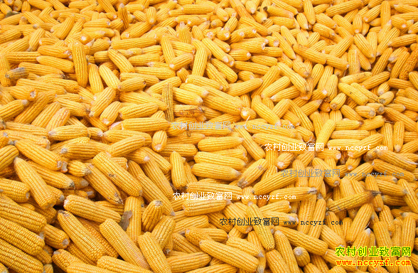 2016�������׼۸�����Ԥ�� �＾�����г��۸����1.6Ԫ