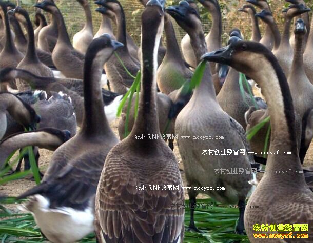 �㶫�����������ֳ���ض���������¸�